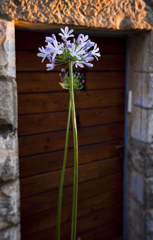 The Nest - A Romantic Vacation Home In Ein Kerem - Йерусалим Стая снимка