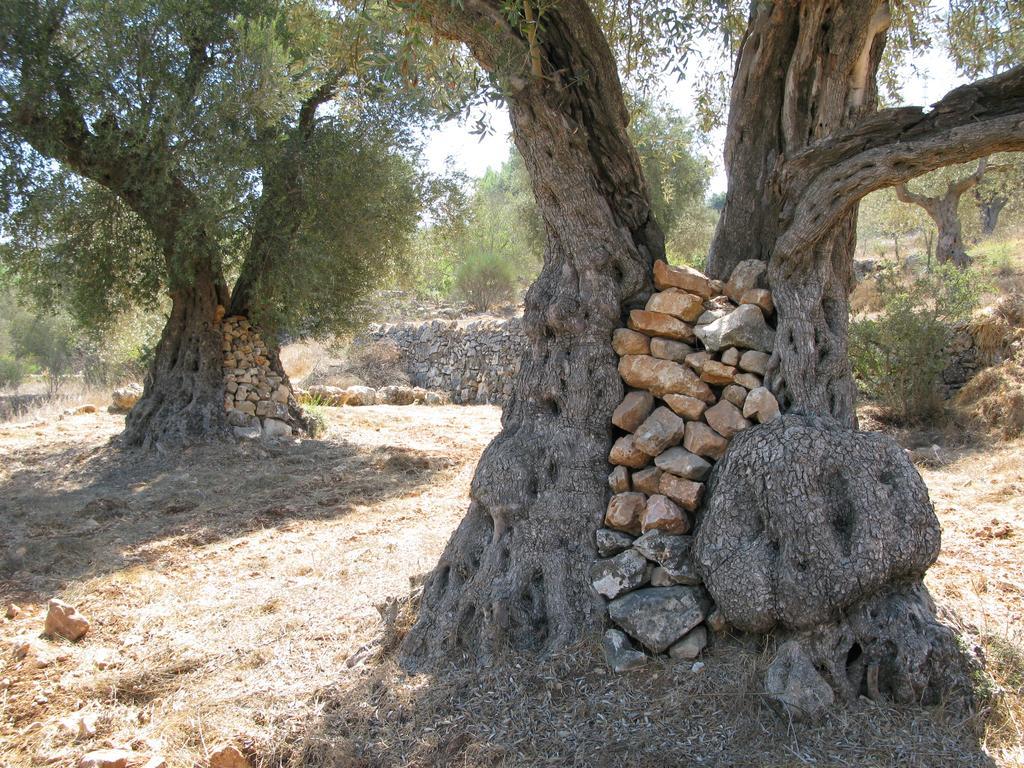 The Nest - A Romantic Vacation Home In Ein Kerem - Йерусалим Екстериор снимка